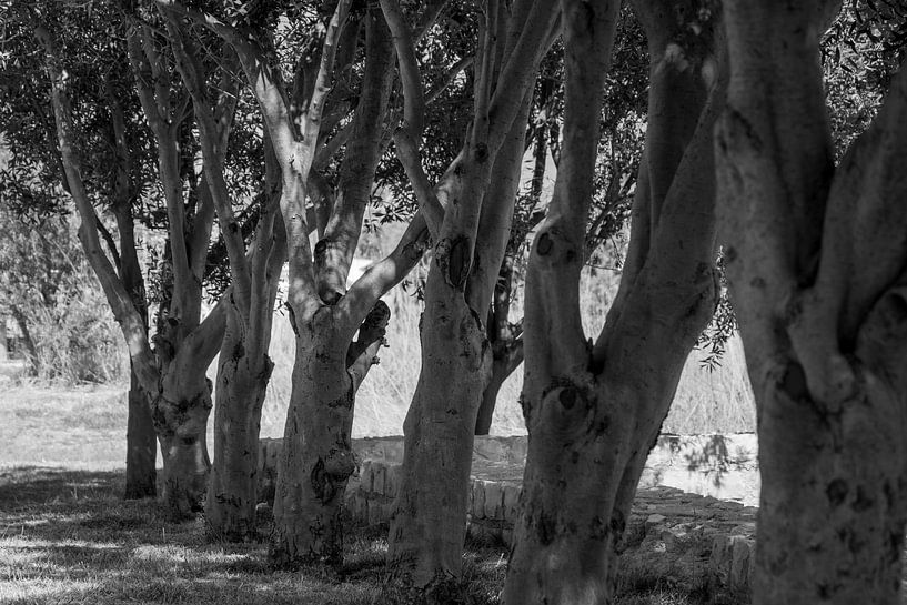 Rangée d'arbres en noir et blanc par Fartifos