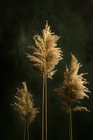 Les grands arbres prennent beaucoup de vent, nature morte classique.