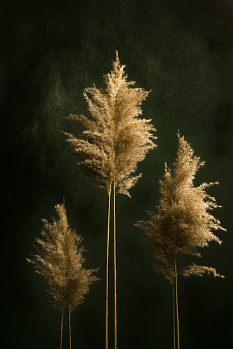 Hoge bomen vangen veel wind, klassiek stilleven.