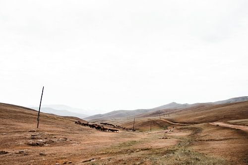 Mongoolse kudde geiten en paarden door de lege heuvels | Documentaire Fotografie