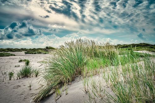 Texel mit dem Naturschutzgebiet De Hors mit jungen Dünen