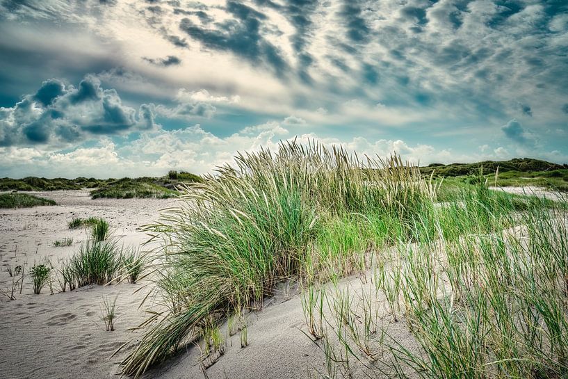 Texel met de De Hors natuurgebied met jonge duinen van eric van der eijk