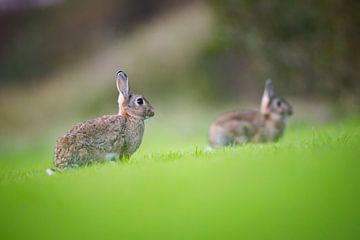 Kaninchen von Pim Leijen