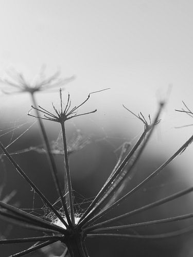 verdorde bloemenkroon