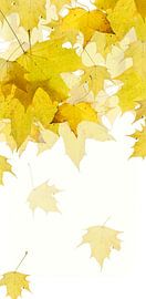 Maple leaves by Fionna Bottema