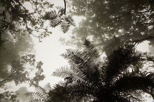 Canopée de la forêt tropicale