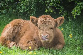 Young fresh shot calf licking his tongue by Tina Linssen