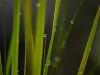 droplett