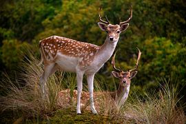 Deer in the dunes by Marcus Wubbe