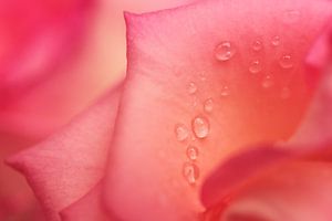 Délicats pétales de rose