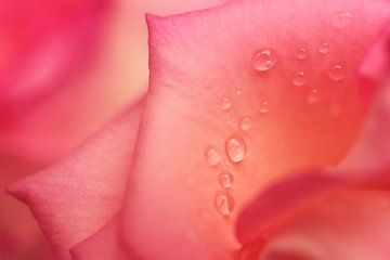Delicate rose petals van LHJB Photography