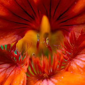 Orange Flower by Jorn Veen