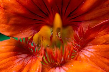 Orange Flower van Jorn Veen