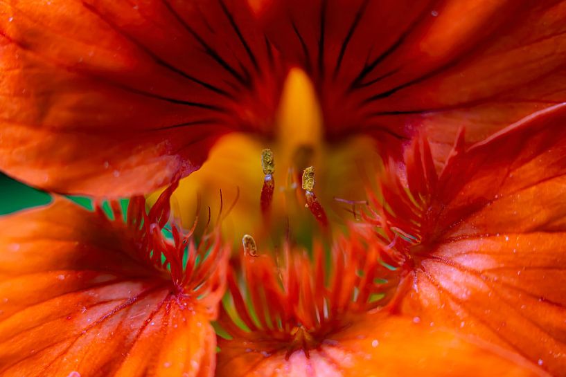 Orange Flower by Jorn Veen