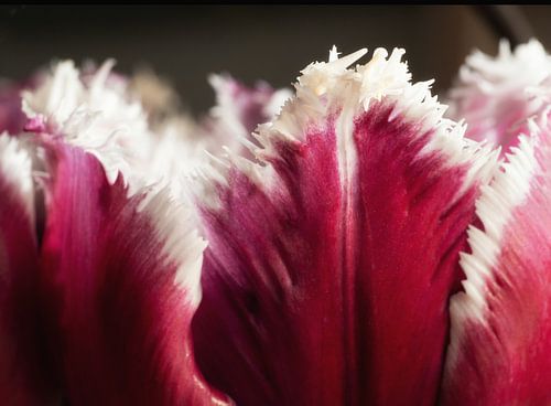Tulip with jagged edge