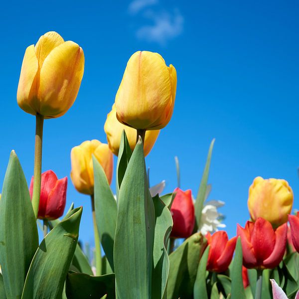 tulips in bloom in spring by Heiko Kueverling