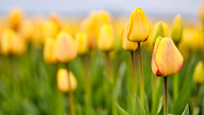 Yellow - red tulips in spring by eric van der eijk