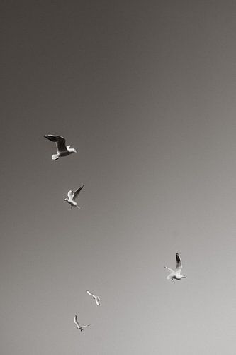 Meeuwen in Contrast tegen de Bleke Hemel