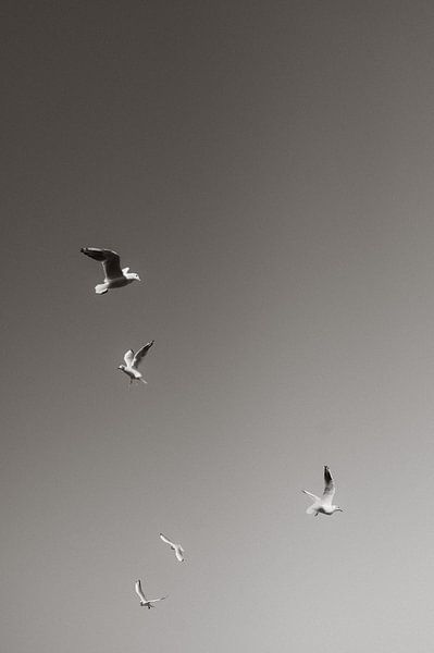 Seagulls in Contrast against the Pale Sky by Lieselot Engelen