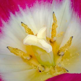 Come on in! by Jan van der Knaap