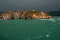 Gulls at a magical New Zealand island
