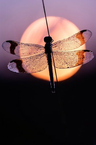 Bandheidelibel in de ochtendzon