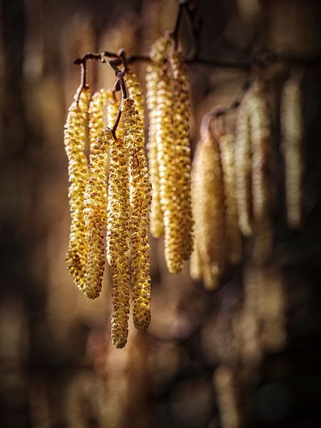 Hazel by Rob Boon