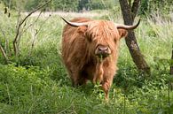 een schotse hooglander eet gras in de Dintelse Gorzen van W J Kok thumbnail