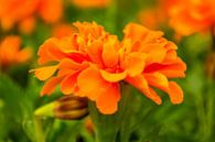 Oranje is mooi van Brian Morgan thumbnail