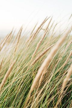 Dune grass in the wind by Marit Hilarius