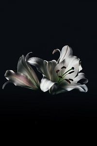 Zwart wit bloem