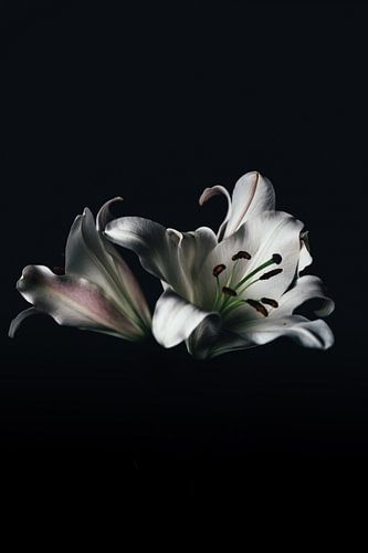 Black and white flower