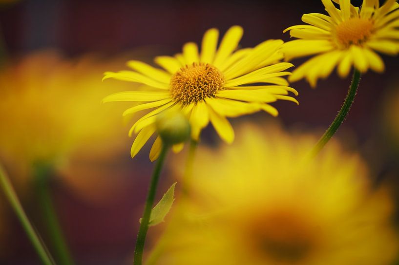 Blüten von Foto Oger