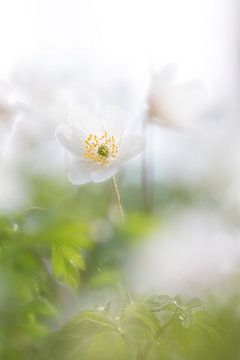 Bosanemonen in bos von Ingrid Van Damme fotografie