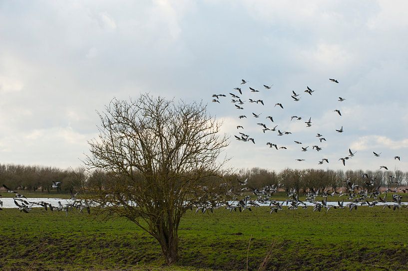 Geese/Ganzen von Brian Morgan