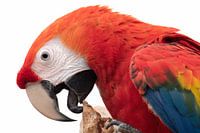 Green-winged macaw
