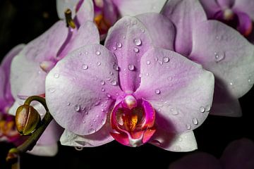 Vlinderorchidee van Adriaan Westra