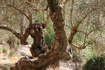 Amputated olive trees van Jan Katuin