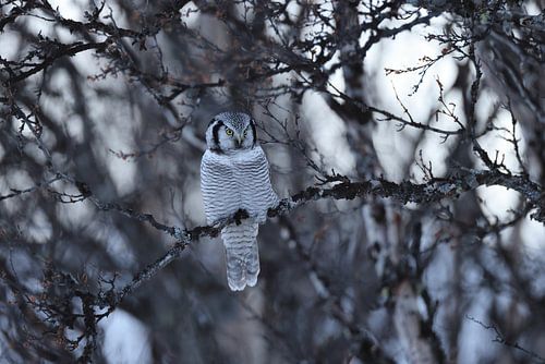 Havikuil (Surnia ulula) Noorwegen