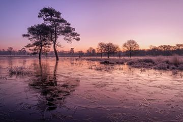 Een magische ochtend...... van Moetwil en van Dijk - Fotografie