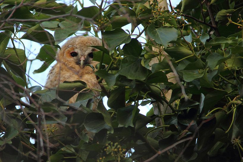 Ransuil jong kijkt op je neer von Arnold van der Horst