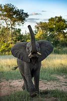 Elephant in South Africa