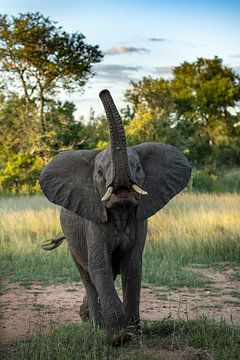 Elefant in Südafrika von Paula Romein