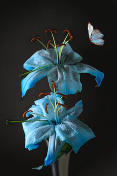 The blue lily
