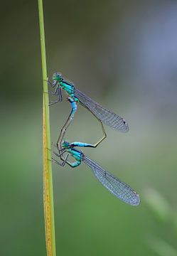 Dubbele Libelle (blauwe Juffer) van jb photography
