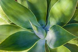 agave vert