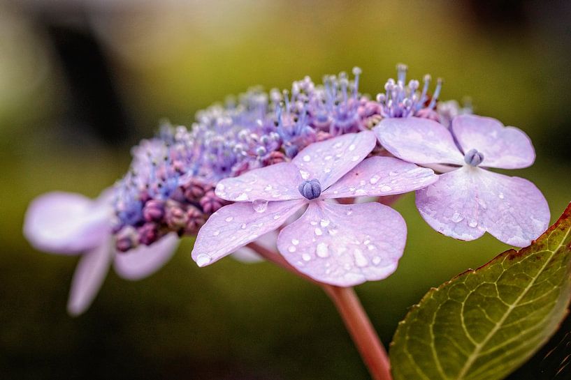 Hydrangea by Rob Boon