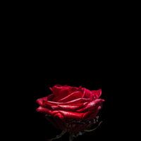 Fee Rose