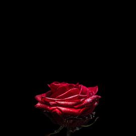 Fairy Rose by Judith van Gestel