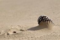 Dennenappel half bedolven onder het zand van Jani Moerlands thumbnail